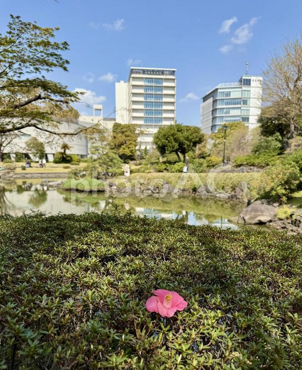 春の墨田区立旧安田庭園 横網,ビル,侘び寂びの写真素材