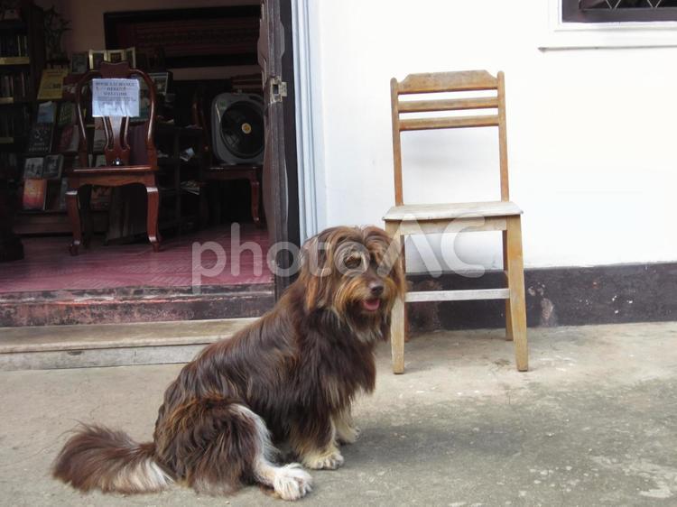 東南アジアの犬 自然,屋外で,犬の写真素材