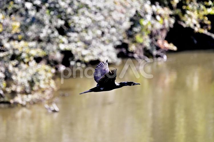 池の上を飛ぶ河鵜（カワウ） カワウ,河鵜,川鵜の写真素材