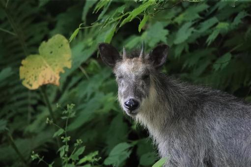 森に佇むニホンカモシカ 森に佇むニホンカモシカの写真