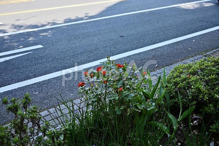 街の道路の旗に咲く小さな赤い薔薇 赤,道路,雑草の写真素材