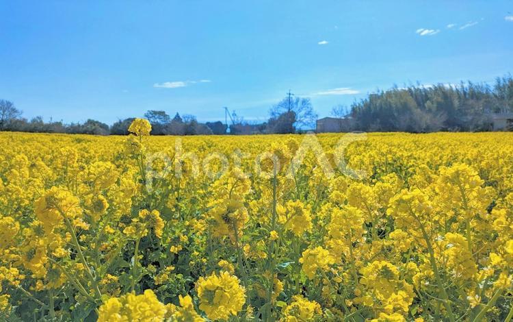 満開の菜の花畑３ 菜の花,ナノハナ,なのはなの写真素材