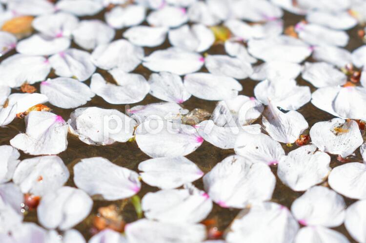 水溜りに浮かぶ桜の花びら 散った,散る,桜の写真素材