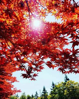 陽に映える紅葉 陽に映える紅葉の写真