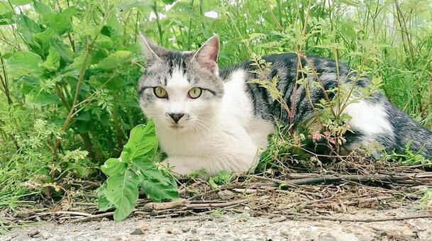 草むらに猫 草むらに猫の写真