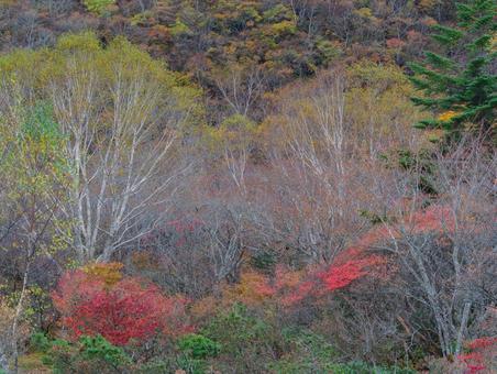 紅葉の姥ヶ平 那須岳,茶臼岳,紅葉の写真素材