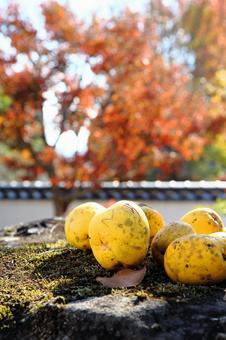 落花したかりんの実 カリン,果実,良い香りの写真素材