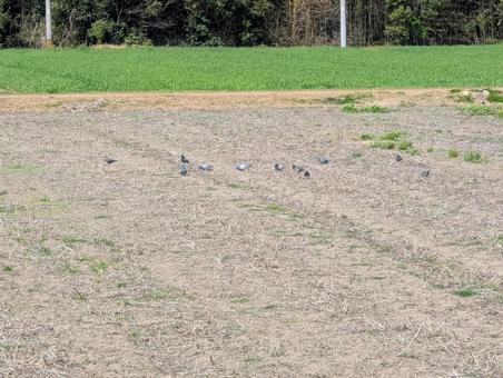 Pigeons flocking in an empty field, dove, wild bird, bird watching, JPG