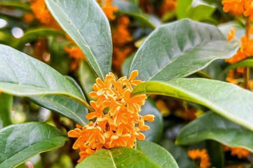 甘い香りのオレンジの花が可愛い金木犀 甘い香りのオレンジの花が可愛い金木犀 キンモクセイ,秋,花の写真素材