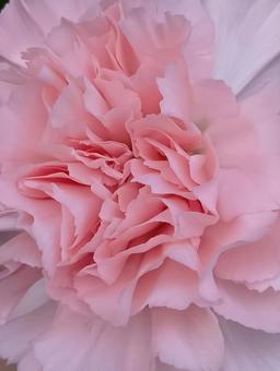 カーネーションの写真