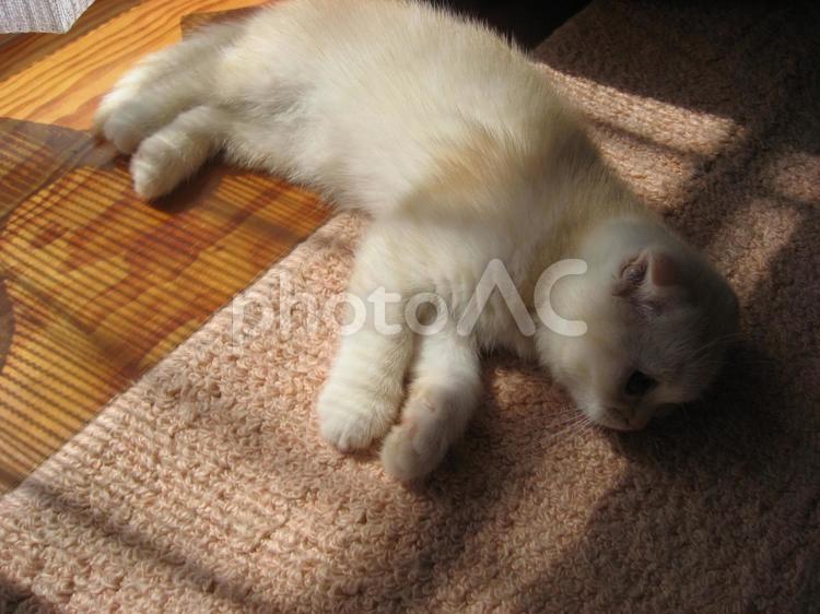 お昼寝中の子猫 ひなたぼっこ,可愛い,猫の写真素材