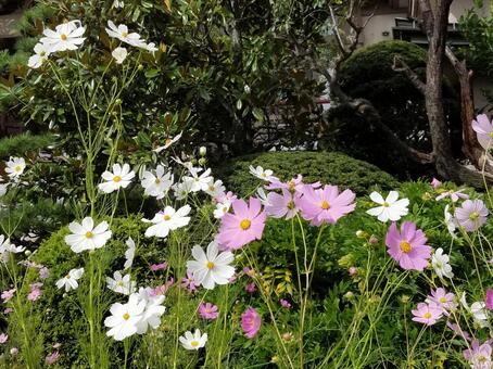 Photo, cosmos, autumn cherry blossoms, autumn, JPG