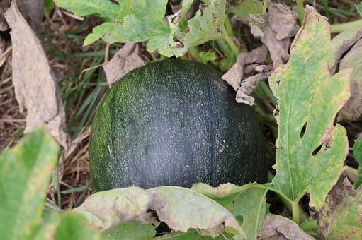 畑で栽培されているペポカボチャの写真