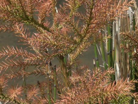 Cedar leaf blur background-1, JPG