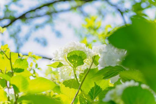 Hydrangea(53), JPG Hydrangea(53), JPG