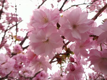 桜ピンク 桜ピンクの写真