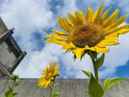 ひまわり① ひまわり① ヒマワリ,夏,花の写真素材