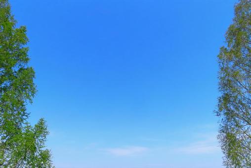 青空と新緑 青空と新緑の写真