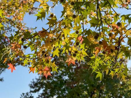 秋の初めのモビジバフウ 紅葉,モミジバフウ,秋の写真素材