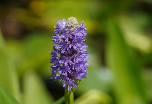 Photo, mizuaoi, water plants, aquatic plants, 