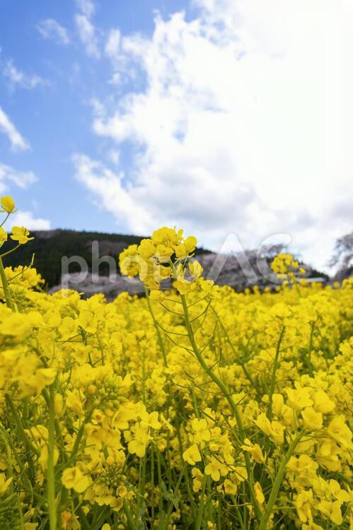 満開の菜の花畑の背景素材 春,菜の花,アブラナの写真素材