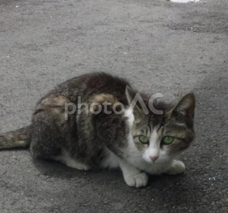 おやすみ中の猫ちゃん 猫,生き物,自然の写真素材