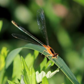 アオモンイトトンボ♀の写真
