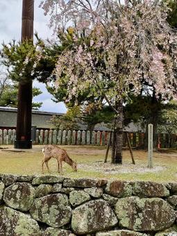 桜と鹿 宮島 桜と鹿 宮島の写真