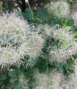 Photo, smoke tree, kemri, grass, 