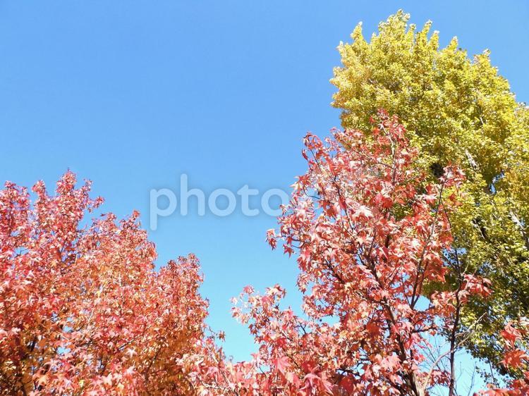 青空とカエデ 紅葉,カエデ,青空の写真素材