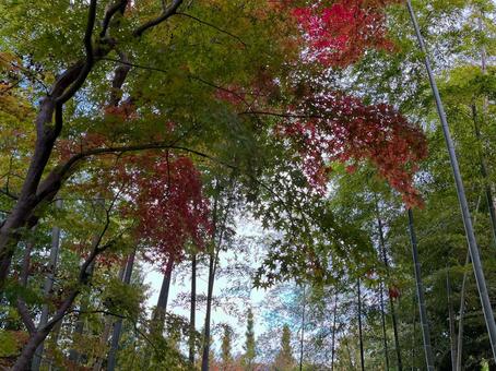 竹やぶと紅葉 竹藪,竹やぶ,竹の写真素材