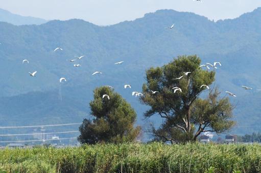 飛んでいくサギの群れ 飛んでいくサギの群れ サギ,鳥,野生の写真素材