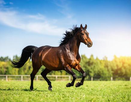 午年フォト・晴れた日の牧場と馬 午年フォト・晴れた日の牧場と馬の写真