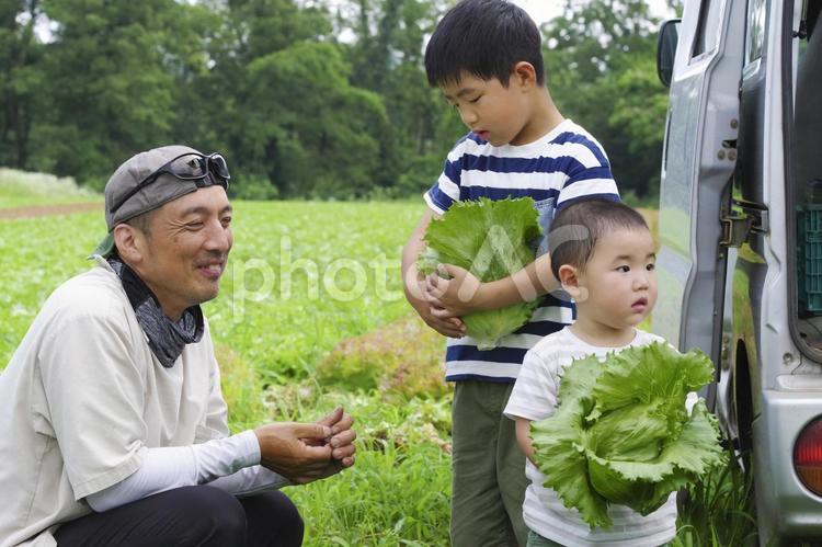 野菜畑で収穫作業をする家族 農業,農家,田舎暮らしの写真素材