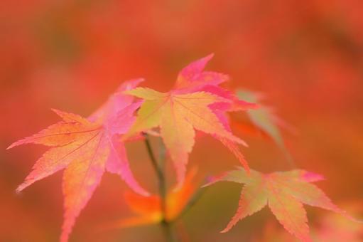 赤いモミジのクローズアップの写真