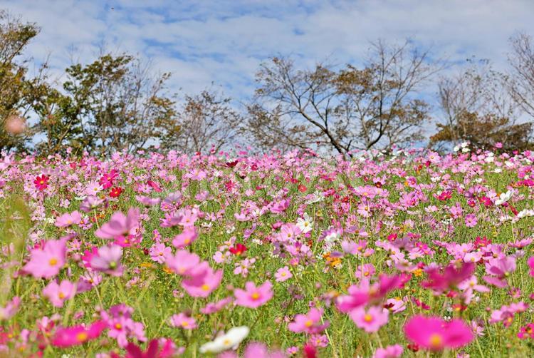 白木峰のコスモス コスモス,秋桜,コスモス園の写真素材