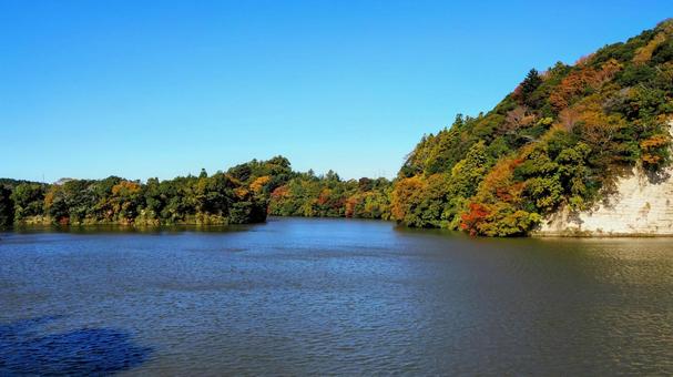 秋の亀山湖・色づく湖岸の木々（君津市） 秋,亀山湖,色づくの写真素材