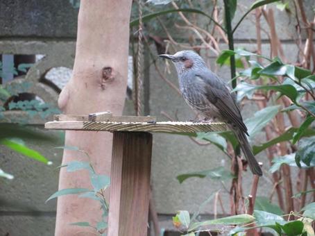 ひよどり ひよどり,鳥,野鳥の写真素材
