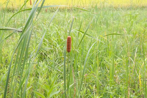 梅雨から夏に咲くガマの花穂3 ガマ,花穂,穂の写真素材
