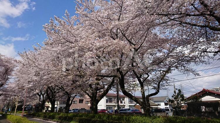 桜並木 春,桜,桜並木の写真素材