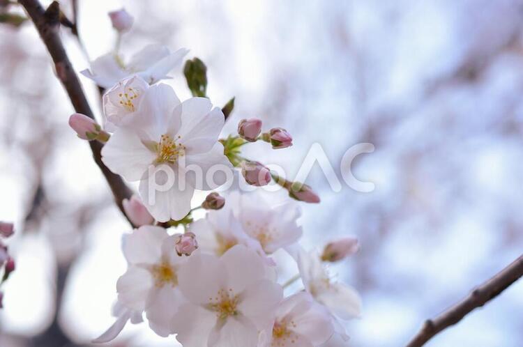 桜の花とつぼみ 桜,ソメイヨシノ,春の写真素材