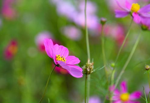 花開いたコスモス 花開いたコスモスの写真