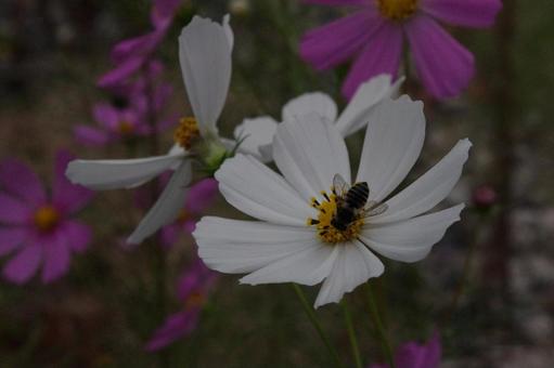 Blooming with a gentle breeze | A field of cosmos, JPG Blooming with a gentle breeze | A field of cosmos, JPG