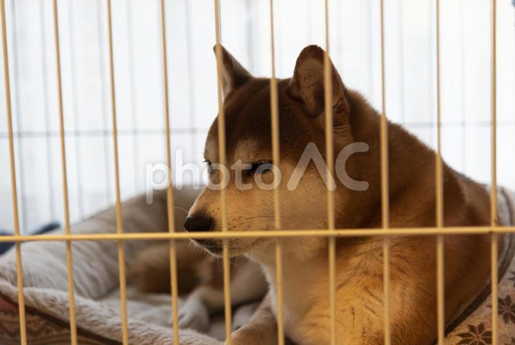 まったりくつろいで眠くなった柴犬 柴犬,シバイヌ,しばいぬの写真素材
