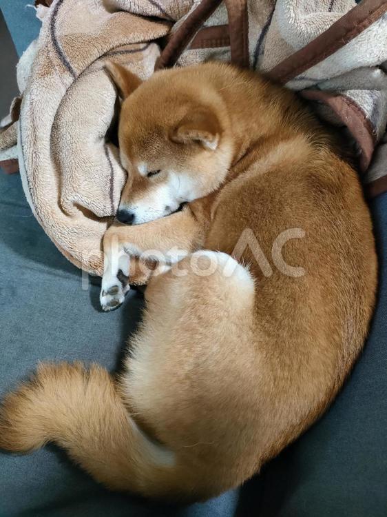 毛布を枕にして眠る柴犬 犬,柴犬,シバの写真素材