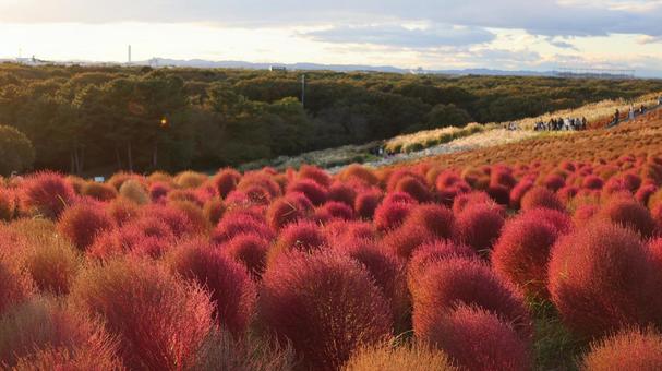 ひたち海浜公園　コキアの写真