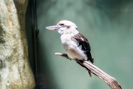 ワライカワセミ1 ワライカワセミ1の写真
