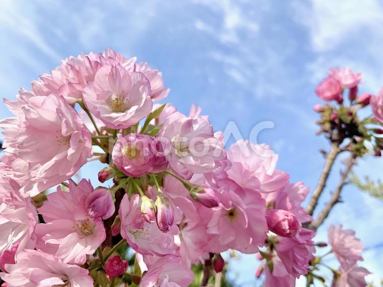 春の訪れ　桜と青空 春,フラワー,ピンクの写真素材
