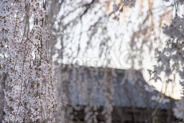 枝垂れ桜5 桜,枝垂れ桜,ピンクの写真素材