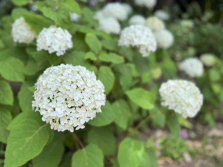 Cute little hydrangea, JPG Cute little hydrangea, JPG